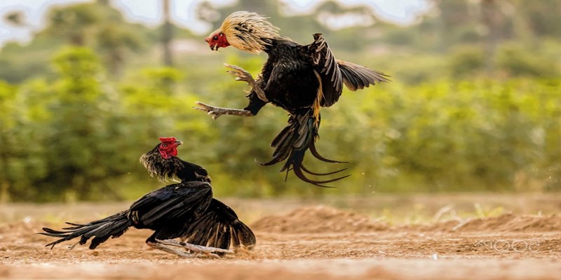 Giới thiệu tổng quan về đá gà C2 tại 88aa